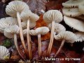 Marasmius wynneae-amf1278-2